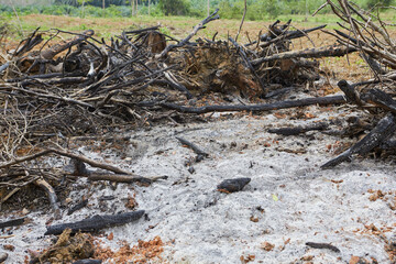 Dead tree stump after from burning agricultural waste