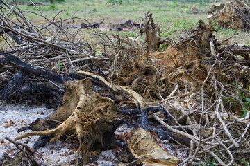 Dead tree stump after from burning agricultural waste