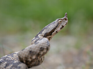 Close-up of a male nose-horned viper (Vipera ammodytes)