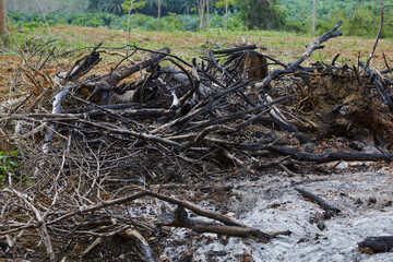 Dead tree stump after from burning agricultural waste