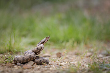 Close-up of a male nose-horned viper (Vipera ammodytes)
