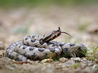 Close-up of a male nose-horned viper (Vipera ammodytes)