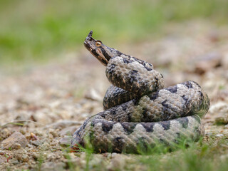 Close-up of a male nose-horned viper (Vipera ammodytes)