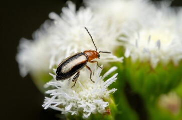 Go to Page
|12Next
Disonycha Flea Beetle on Flower: Macro Shot, Natural Insect Photo, Flea Beetle...