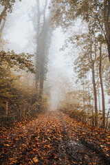 misty autumn forest © Florent