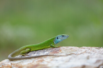 Close-up of a male green lizard (Lacerta viridis)
