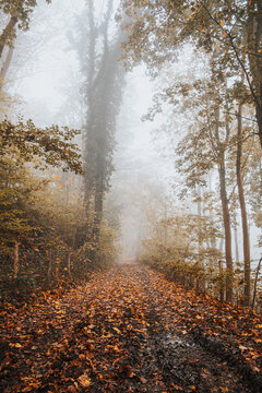 misty autumn forest