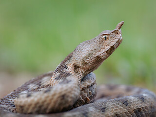 Portrait of a female nose-horned viper (Vipera ammodytes)