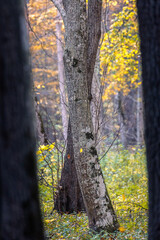 Fototapeta premium Interesting trees in the forest