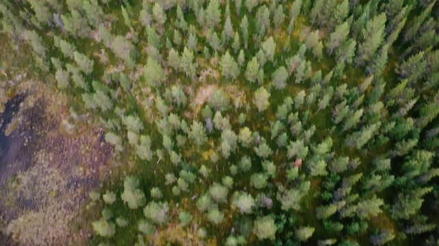 swedish forest drone shot