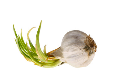 Germination of garlic cut in on a white background
