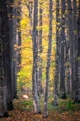Serene scene in a broad-leaf forest on an autumn day