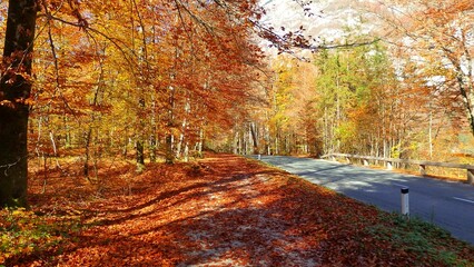 Road path full of orange and golden autumn foliage trees in Triglav National Park, Julian Alps, Slovenia, Europe