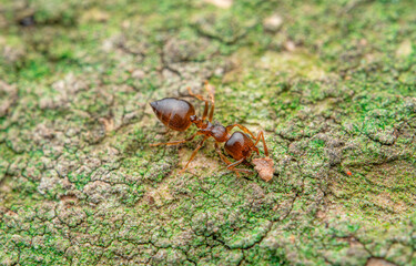 Crematogaster Ant on Tree Bark: Macro Shot, Bangladesh Wildlife Photo. Big-Headed Ant Close-Up: Insect on Bark, Bangladesh Nature Image