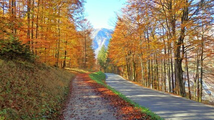Road path full of orange and golden autumn foliage trees in Triglav National Park, Julian Alps,...