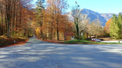 Road path full of orange and golden autumn foliage trees in Triglav National Park, Julian Alps,...