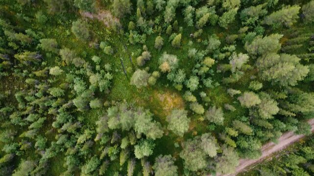 Northern forest
