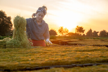 A woman wearing a headscarf and gloves spreads freshly harvested herbs on bamboo drying racks at...