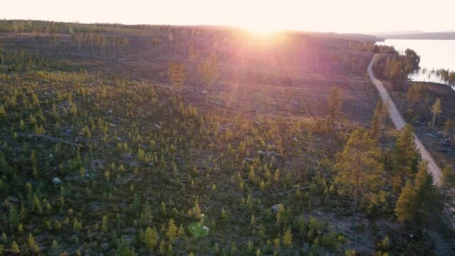 panoramic view of the swedish forest