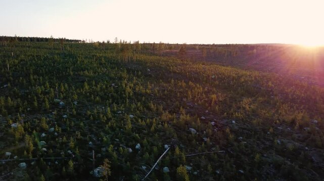 sunset in the field