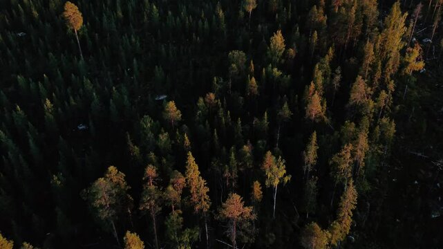Colored Forest 
