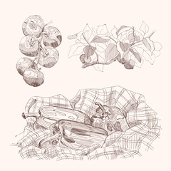 A set of drawn sketches of natural vegetables and fruits. A sprig of tomatoes, bell peppers, apples on a branch