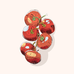 A hand-drawn sketch of a tomato on a branch.