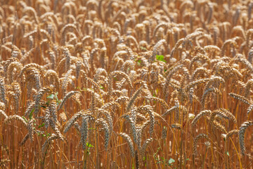 Weizenfeld, Weizen (Triticum aestivum), reife Ähren, Niedersachsen, Deutschland, Europa