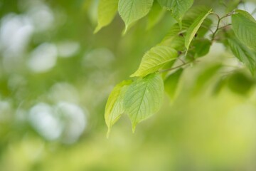 Green leaves