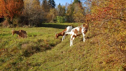 Goats in the field