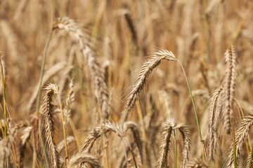Weizenfeld, Weizen (Triticum aestivum), reife Ähren, Niedersachsen, Deutschland, Europa