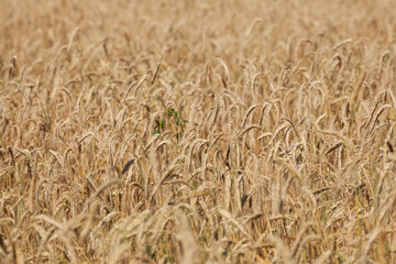 Weizenfeld, Weizen (Triticum aestivum), reife Ähren, Niedersachsen, Deutschland, Europa