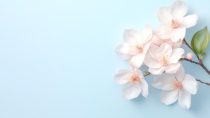 Obraz premium Spring flora white flower arrangement on tranquil blue background still life
