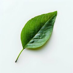 Pristine Still Life of a Single Fresh Green Leaf on a Clean White Background