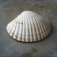 Textured White Seashell with a Rough Exterior Resting on a Neutral Grey Surface