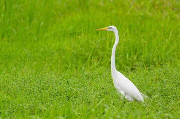Fototapeta premium Great Egret (Ardea alba foraging in grass land, Florida USA.