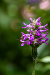 Betonica officinalis Stachys officinalis, commonly known as common hedgenettle, betony, wood betony, bishopwort, or bishop's wort, is a species of flowering plant in the family Lamiaceae