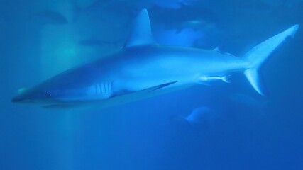 Naklejka premium Maui, Hawai'i, USA