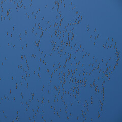 High resolution colorful image of a huge school of pelicans migrating north with a blue skies background- Israel