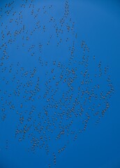 High resolution colorful image of a huge school of pelicans migrating north with a blue skies background- Israel © Oren