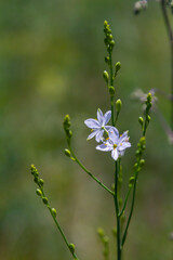 Fragile white and yellow flowers of Anthericum ramosum, star-shaped, growing in a meadow in the wild, blurred green background, warm colors, bright and sunny summer day