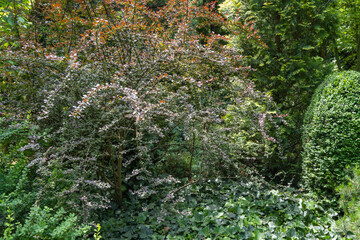 Beautiful purple foliage grows on arching branches of barberry Berberis thunbergii Atropurpurea....
