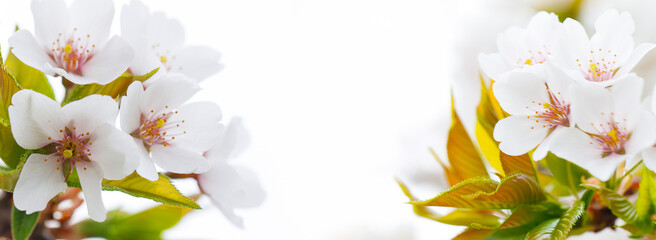 Sakura spring background with abstract white flower closeup