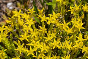 Muller seeds in forest bed. Sedum acre. Yellow flowers growing in the field