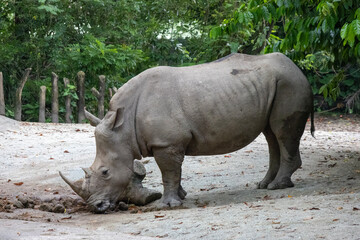 Naklejka premium Rhinos in the Singapore Zoo