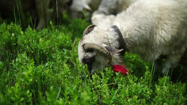 Sheep herd close-up walk through the forest and eat plants