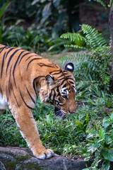Malaya tiger in the Singapore Zoo.