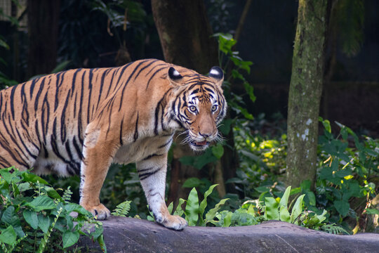 Malayan tiger in the Singapore Zoo.