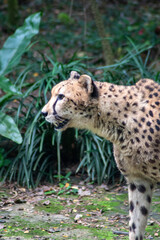 Cheetah is moving on the grass in the zoo in Singapore.