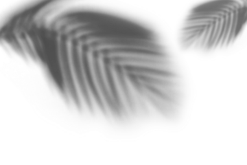 Natural palm leaf shadows isolated on transparent background. Realistic shadow overlay effect. Tropical branch shade, foliage silhouette decoration. Design element for summer spring,monochrome image